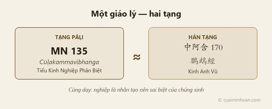 Đối chiếu MN135 (Pāḷi) và MA170 (Hán) — cùng một giáo lý về nghiệp