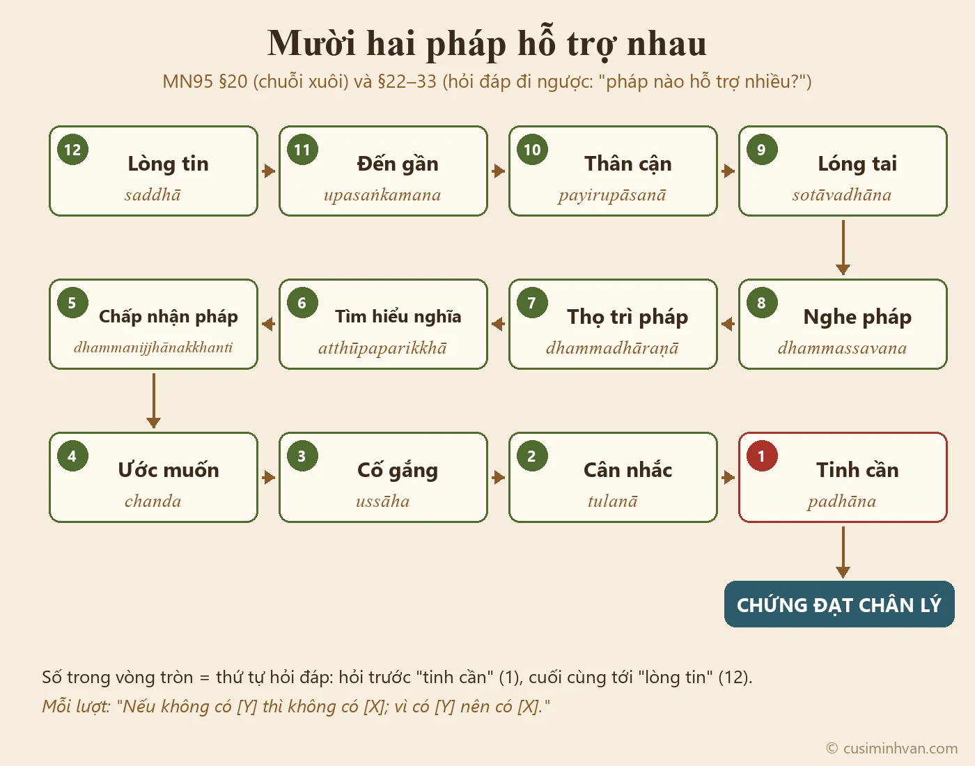 Sơ đồ mười hai pháp hỗ trợ trong MN95: lòng tin → đến gần → thân cận → lóng tai → nghe pháp → thọ trì → tìm hiểu nghĩa → chấp nhận sau suy ngẫm → ước muốn → cố gắng → cân nhắc → tinh cần → chứng đạt chân lý; cuộc hỏi đáp đi ngược từ tinh cần về lòng tin
